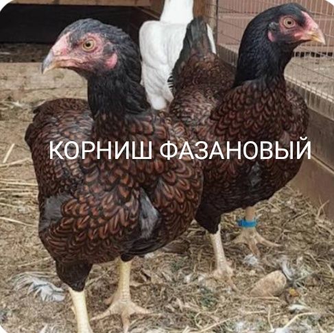 Продам Цыплят. Цены разные..