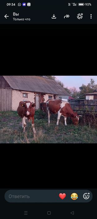Продам коров .спокойные.дойные