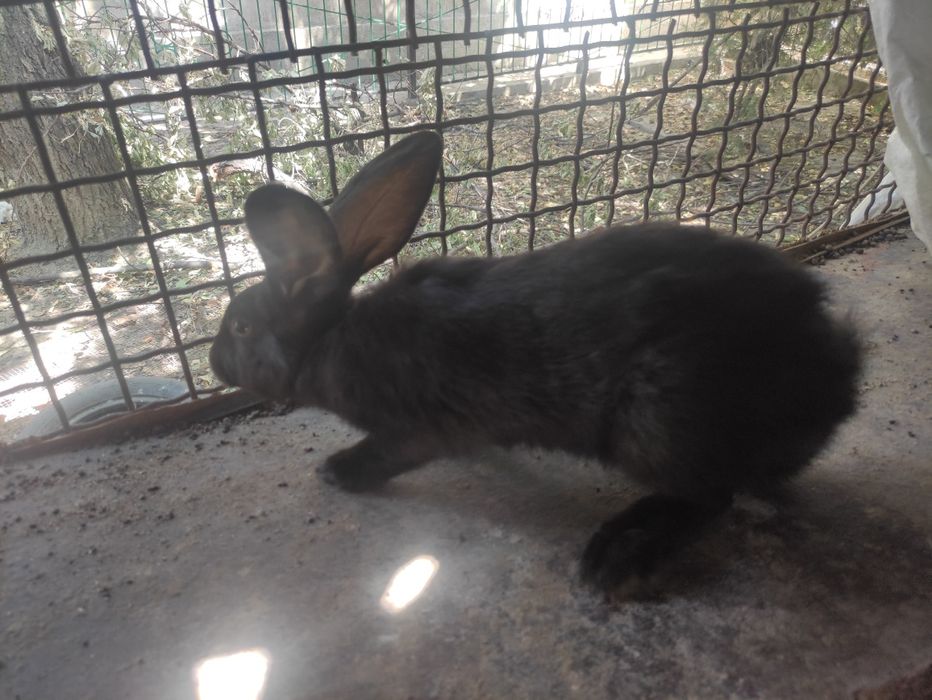 Кролики 4-х месячных