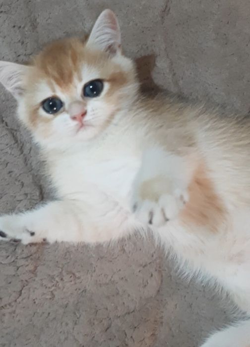 Золотая шиншилла, девочка