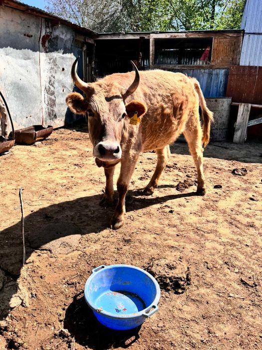 Сиыр сатамын 3жас 3 ай