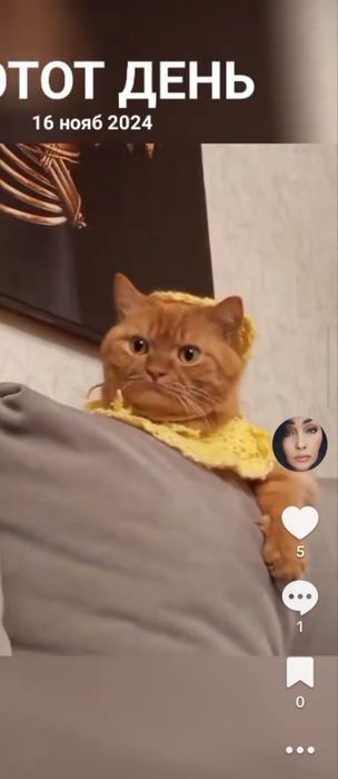 Отдам кота в добрые руки