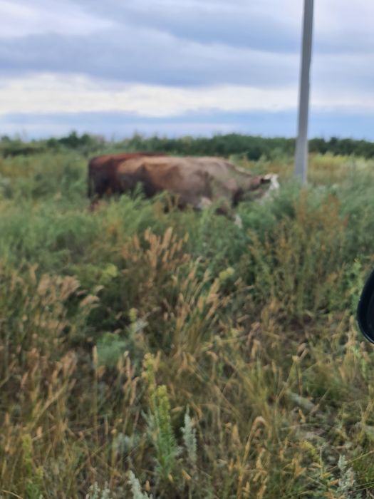 Продам коров молочных