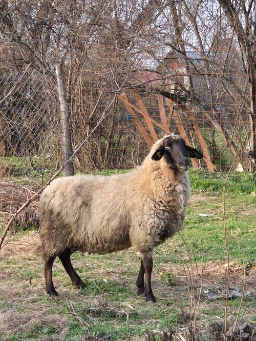Oaie sarbeasca de vanzare