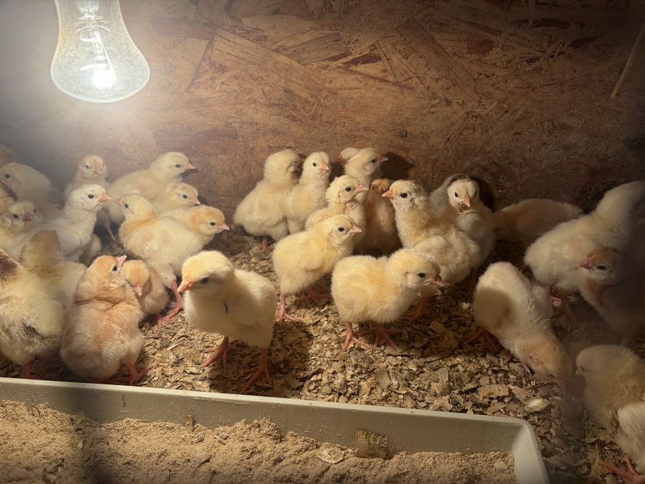 Продам домашних цыплят