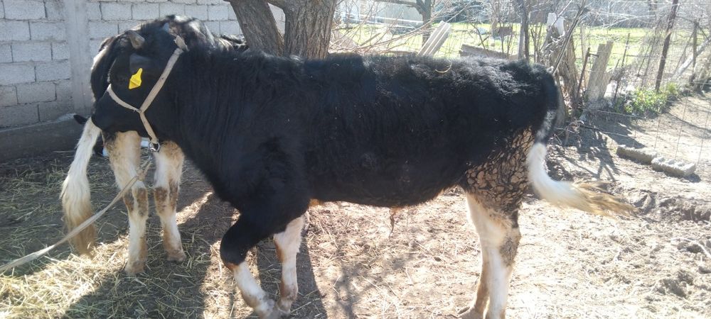 Бука сатылады 1 жасар