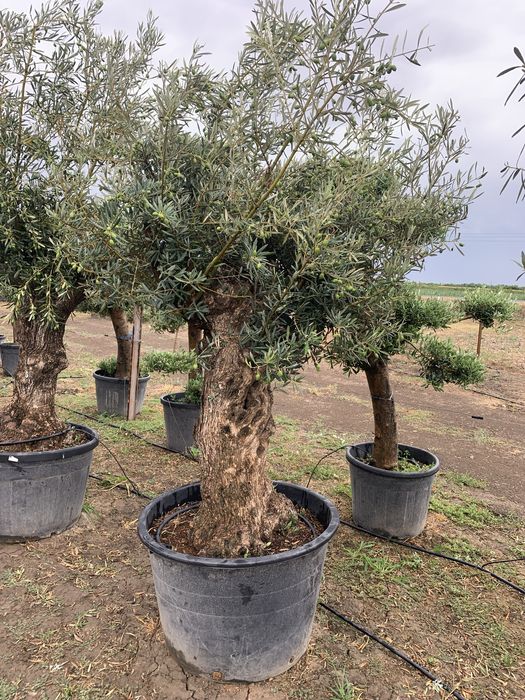 Maslin Secular la ghiveci