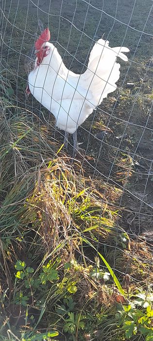 Vand cocosi La bresse