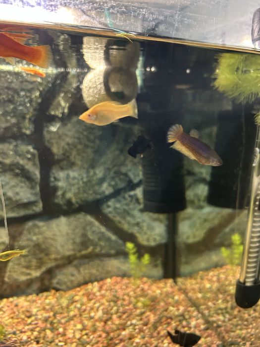 Продаю мальков моллинезии