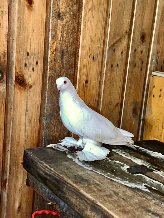 Продам голубей маланосых