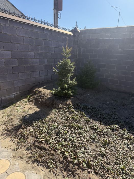 Ёлки цена за 1 шт .