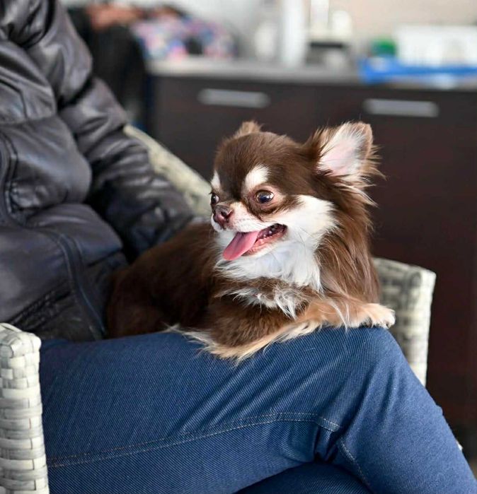 Мъжко мини чихуахуа шокладов тен на две години с тегло 2 кг