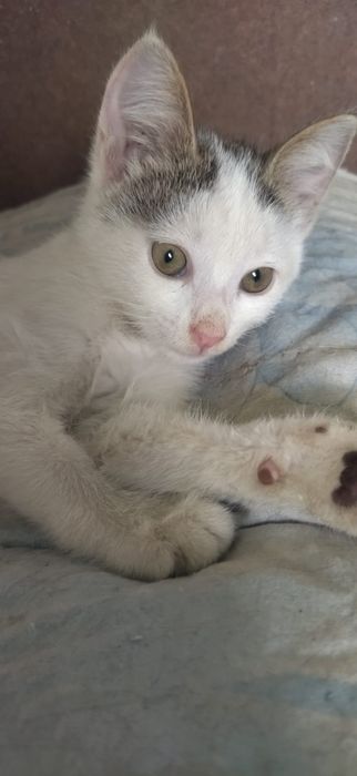 котята бесплатно