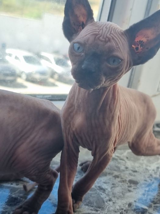 Котенца, канадски сфинкс