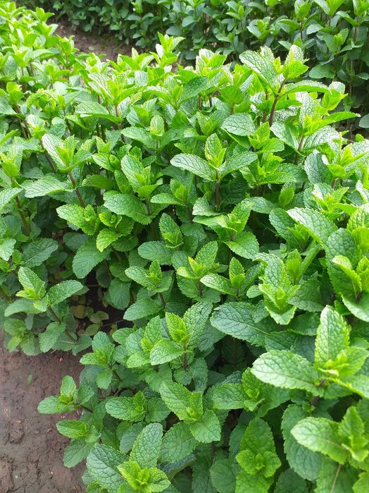 Menta olandeza fresh.