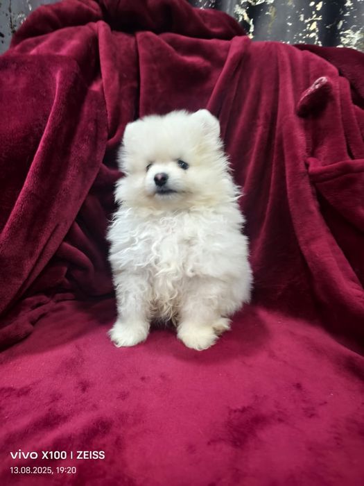 Продам щенка шпица.