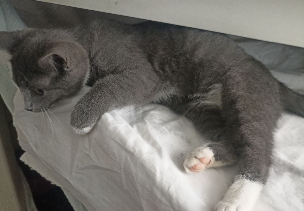 Котенок,мальчик ,2,5 мес в добрые рукии