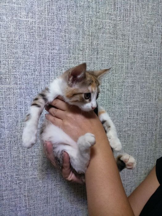 Пристраивается котёнок