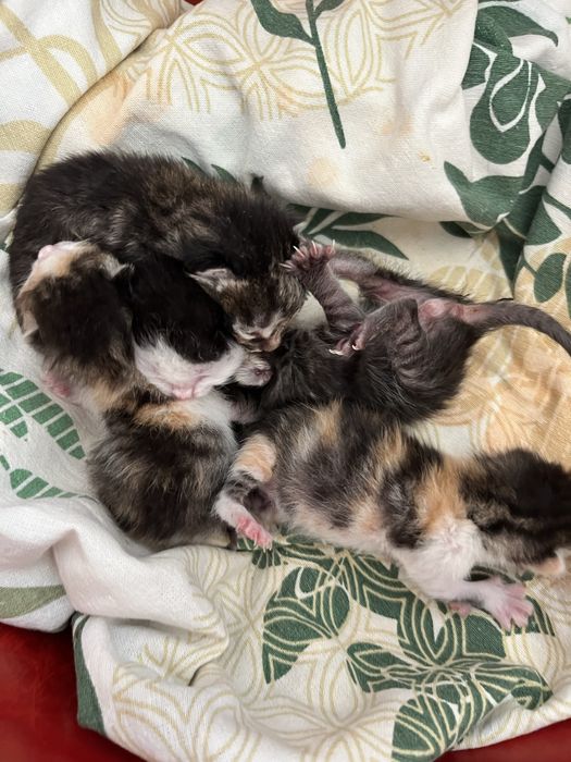 Котята маленькие!