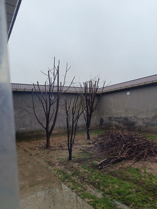 Daraxt kesish payvant qilish