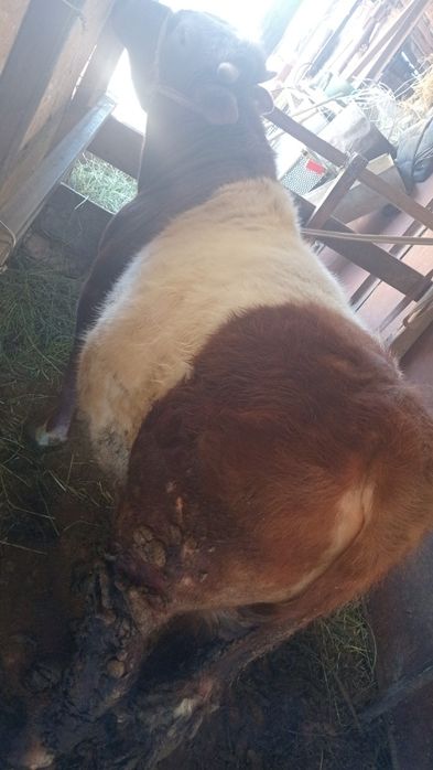 Бычок годовалый.