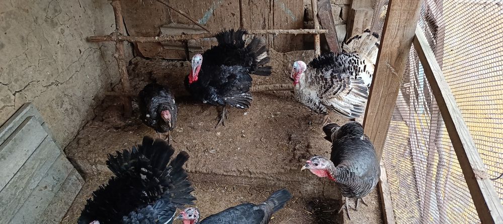 Индюки индюшки 8 месяцев