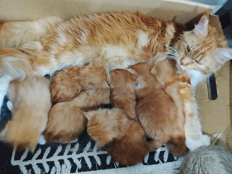 Продаю! Чистокровные мейн-куны остались 1 дев, 3 мальчика