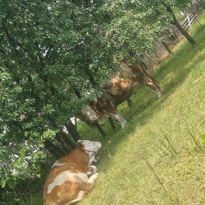 Vaca Baltata Romaneasca