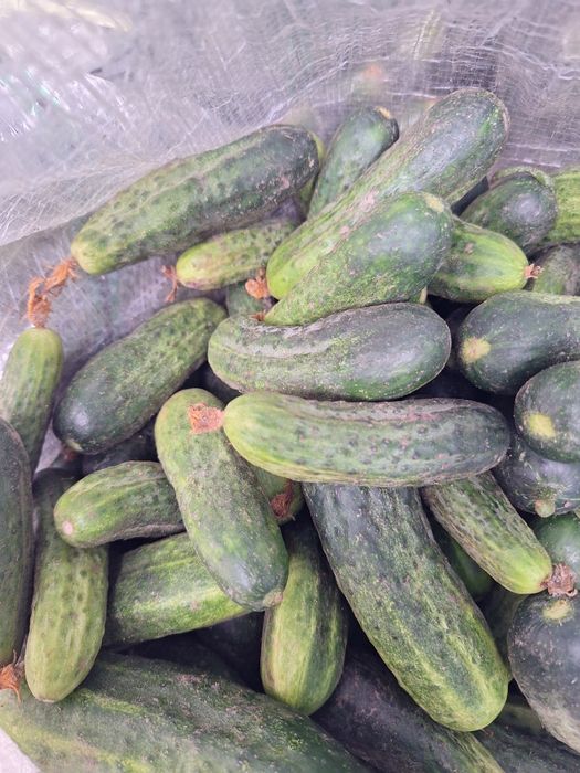 Продам огурцы свежие