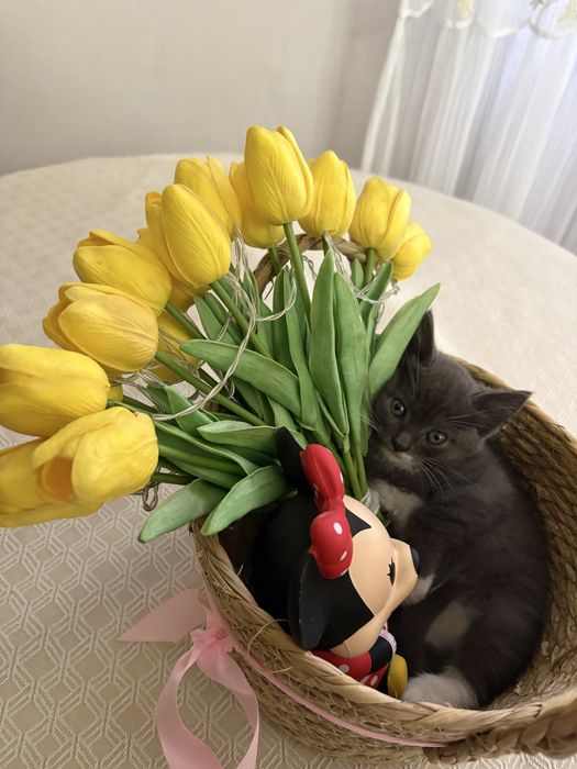 Породистые котята в добрые руки