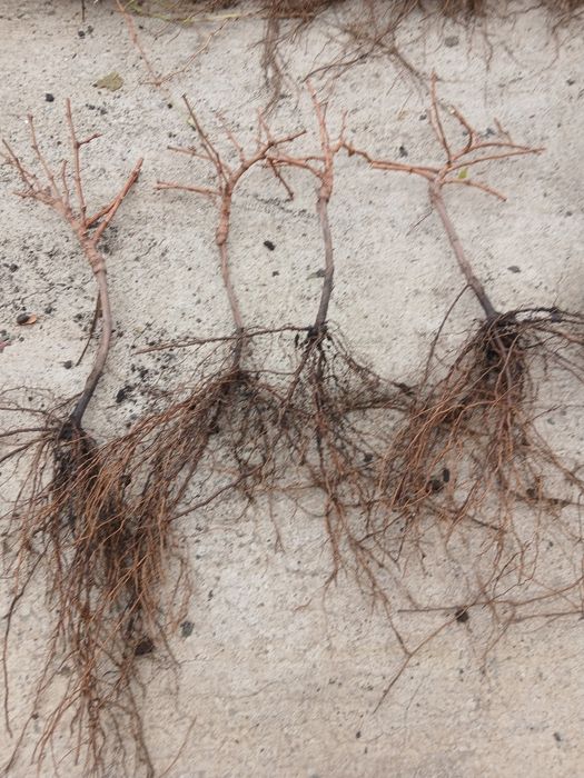 Vand butasi certificati altoiti