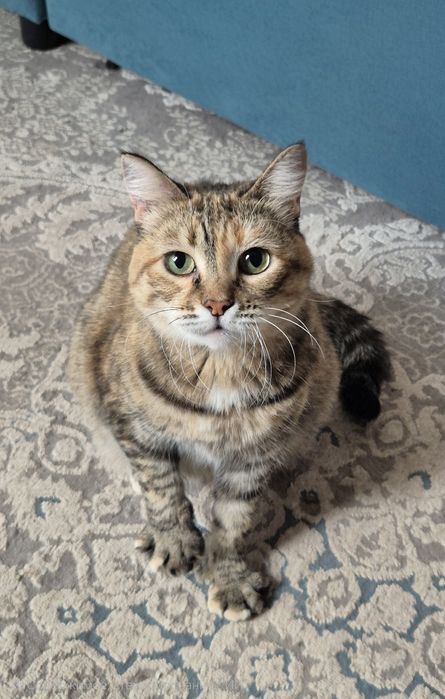 Ищу кошке свой дом