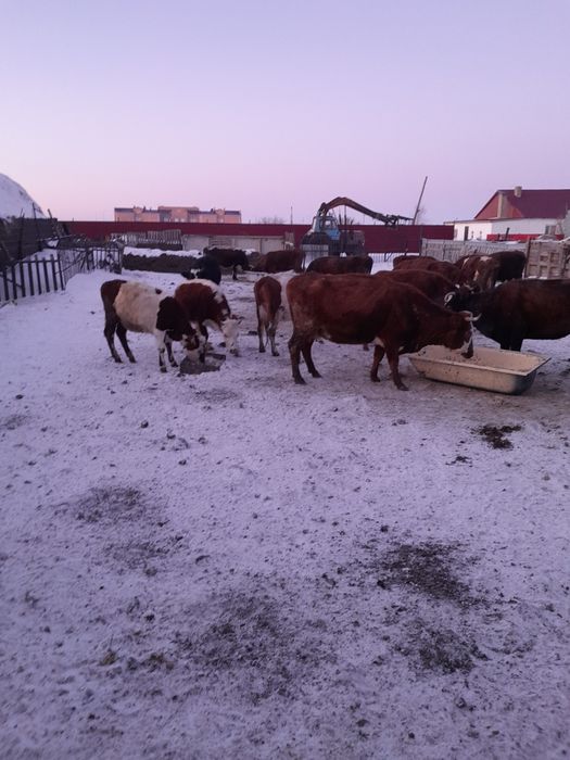 Продам тёлочек от дойных коров.