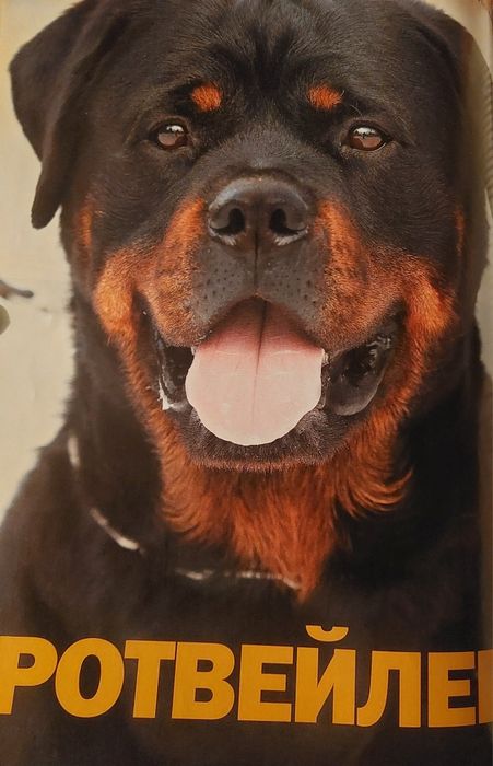 Ротвейлер порода