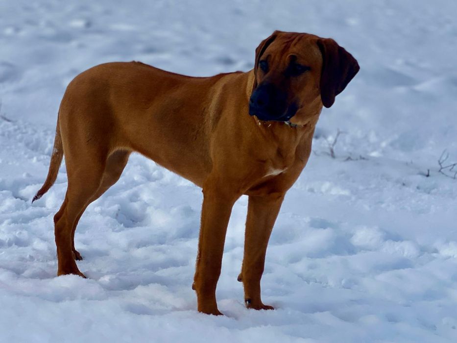 Femela Rhodesian ridgeback