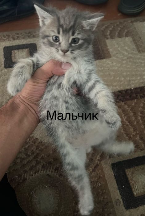 Милые котята 2 месяца