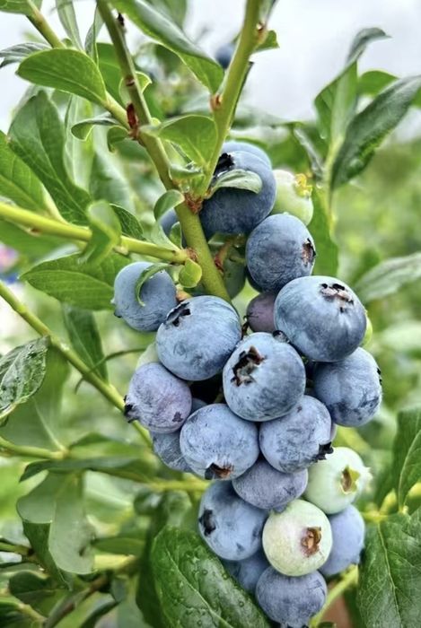 Голубика саженцы оптом