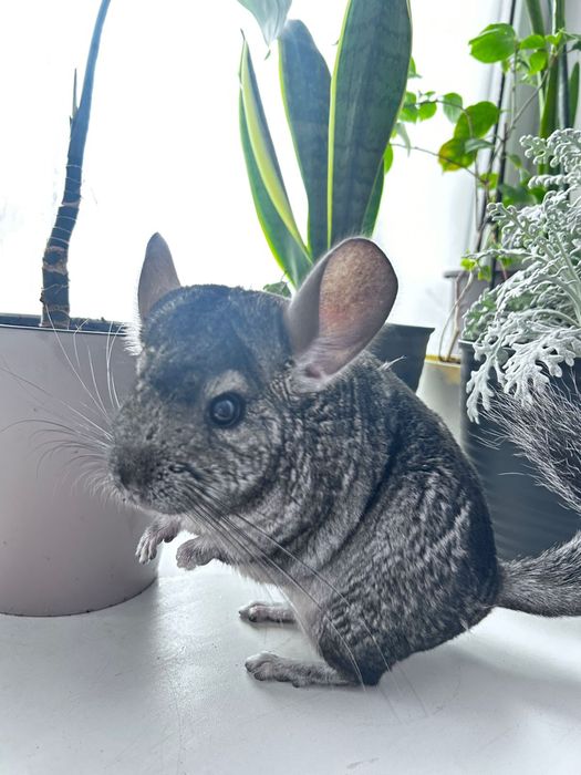 Шиншилла серый стандарт