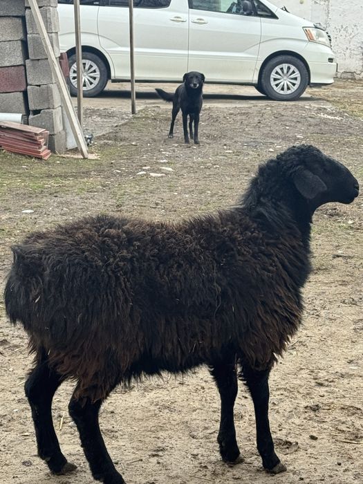 Продам борана.  .