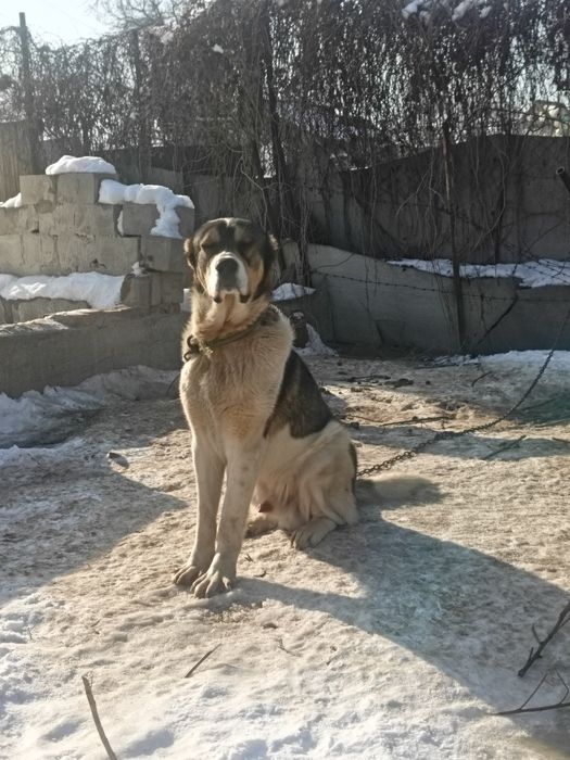 Күшик сатылады 1 жас 2 ай