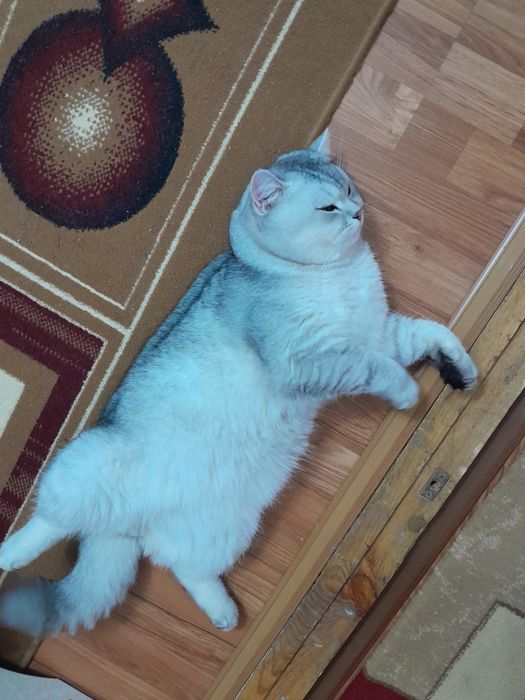 ВЯЗКА. Шотландская шиншилла приглашает кошек