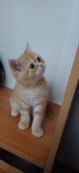 Kiz British shorthair 3 oylik mushuk