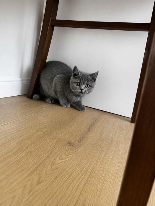 Puiut british shorthair