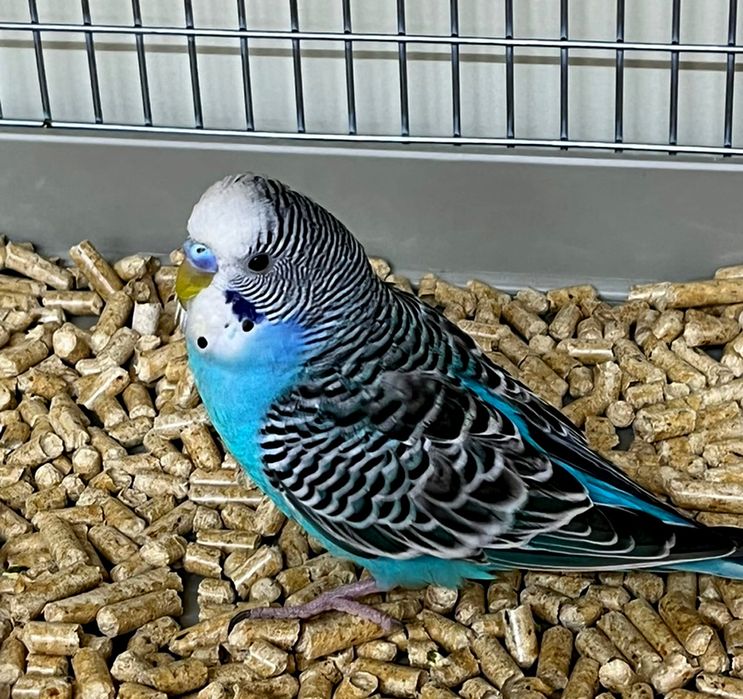 Продам волнистого попугая мальчик