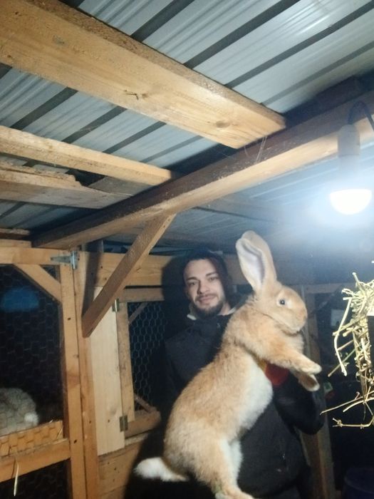 Iepuri urias german si berbec german