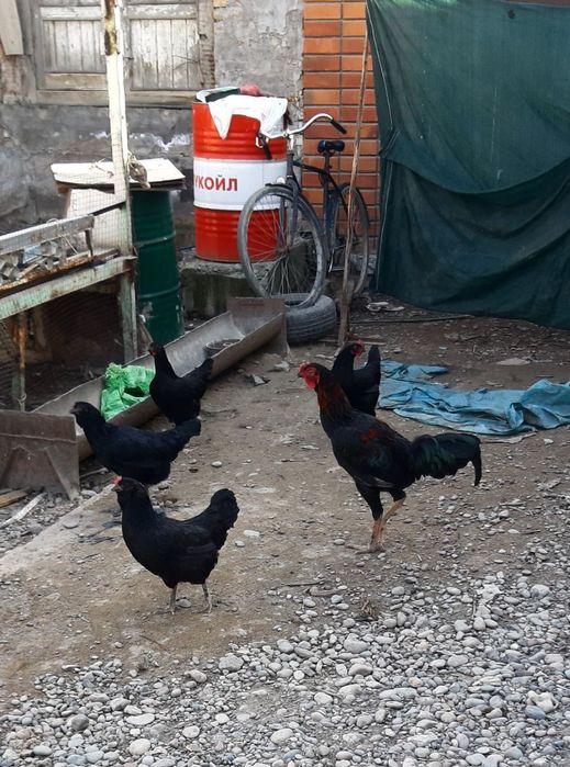 Товуклар куры несушки