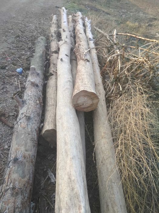 Sasna bo'lor o'tinlika sotiladi