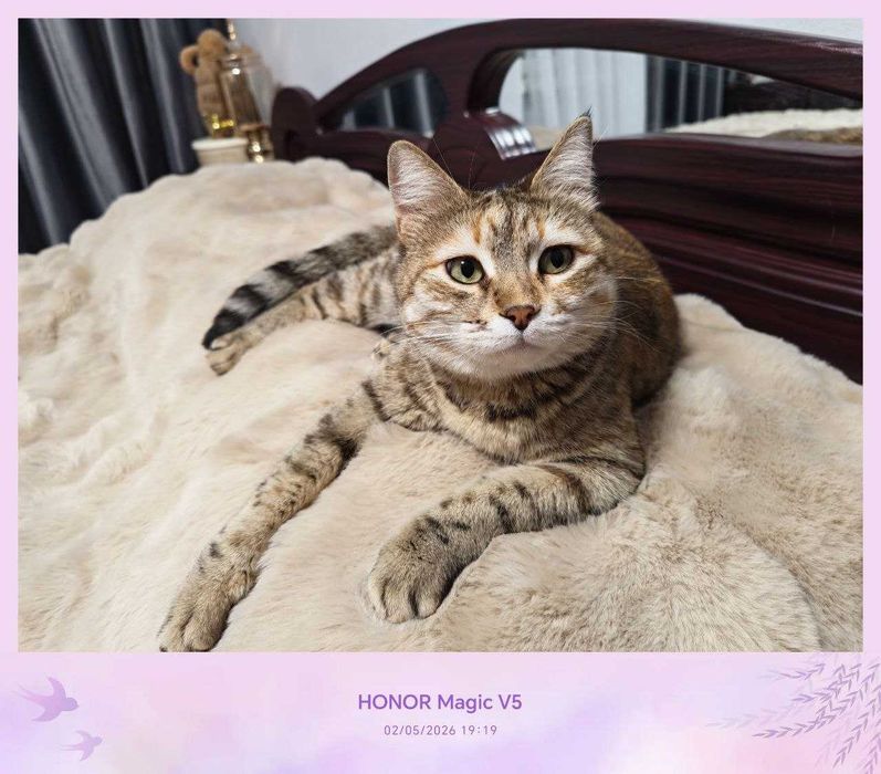 Кошечка милая, любит себя, стерилизованная