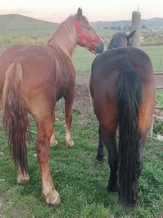 Vând o mânză de doi ani și un cal de șase pe șapte ani