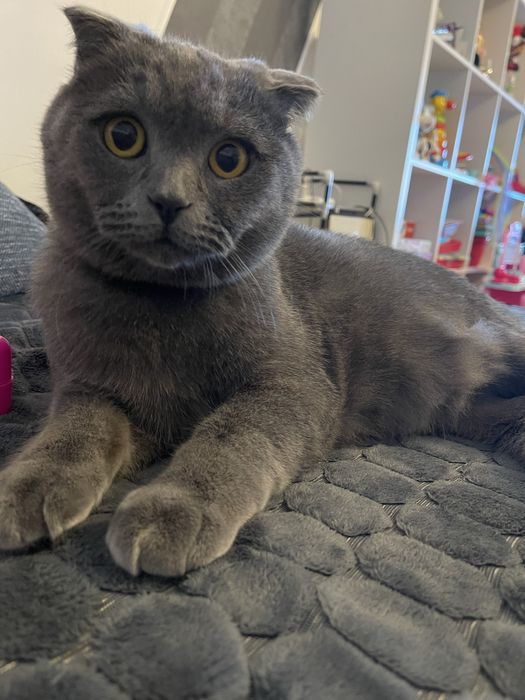 Scotish Fold in varsta de 6 ani, motanel, spre adoptie